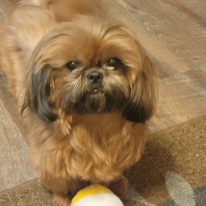 Fundraising Page: Paula Brewer